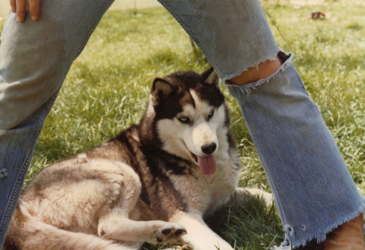 Kolyma (Kola) of Kamchatka, my first Siberian Husky.