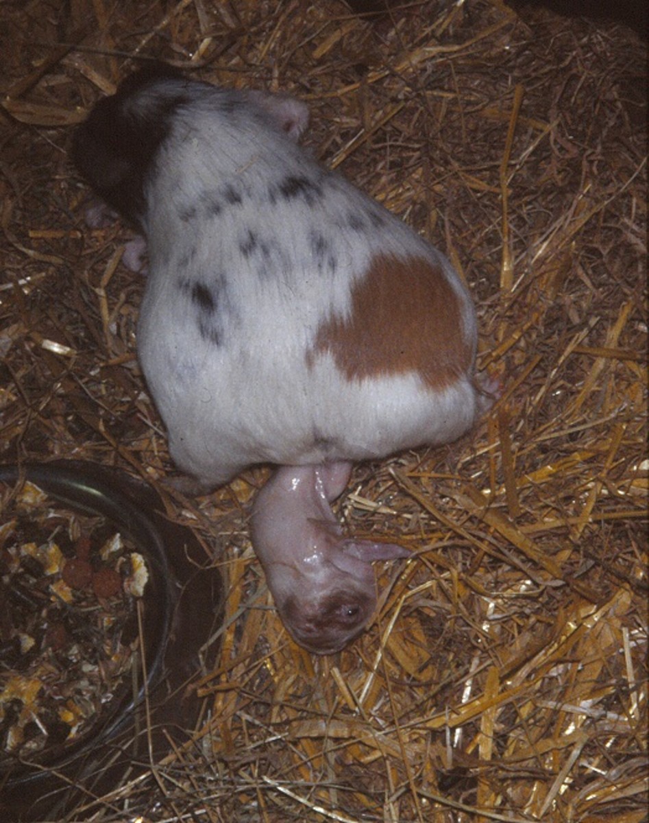 Guinea pig giving birth