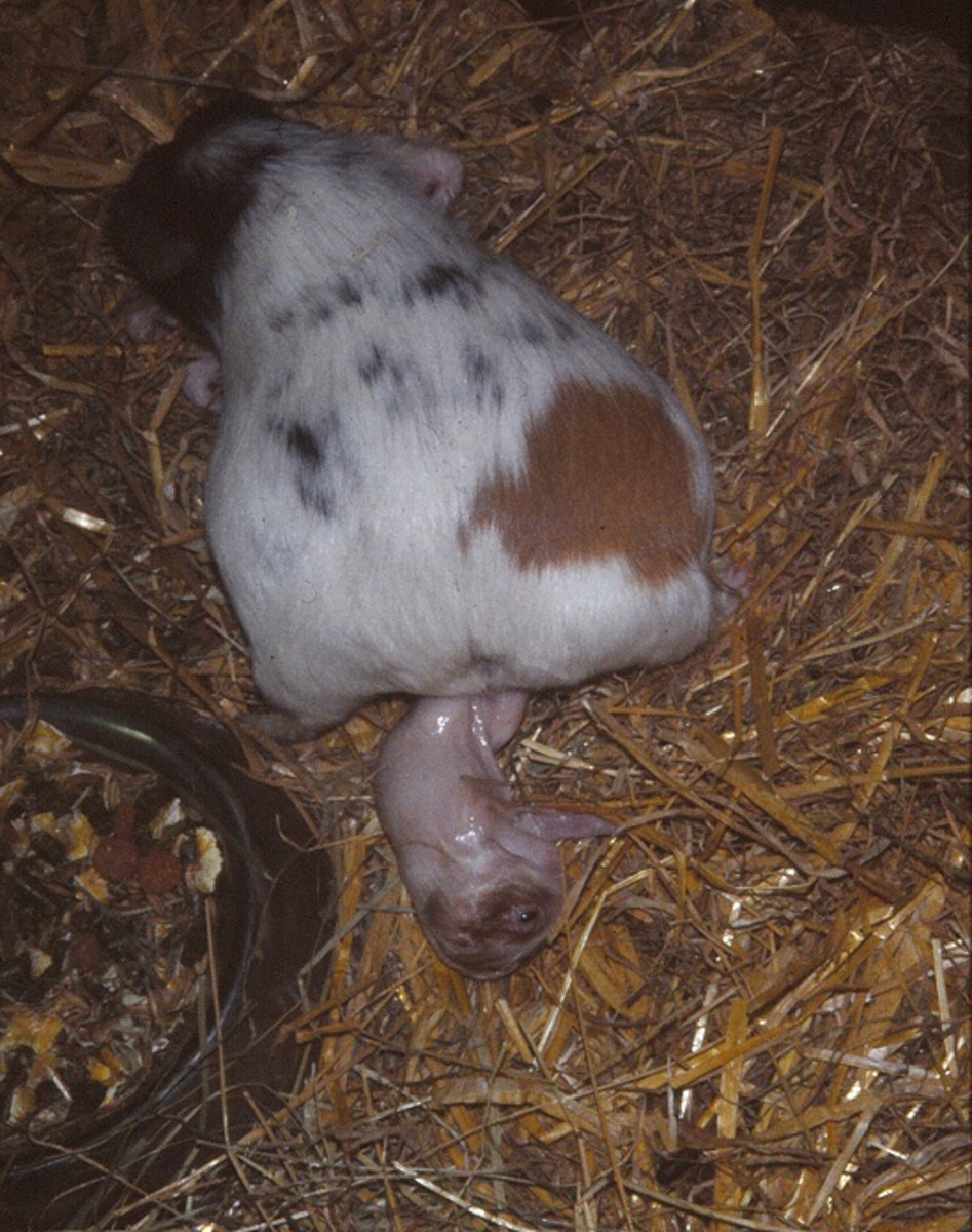 How To Breed Guinea Pigs PetHelpful
