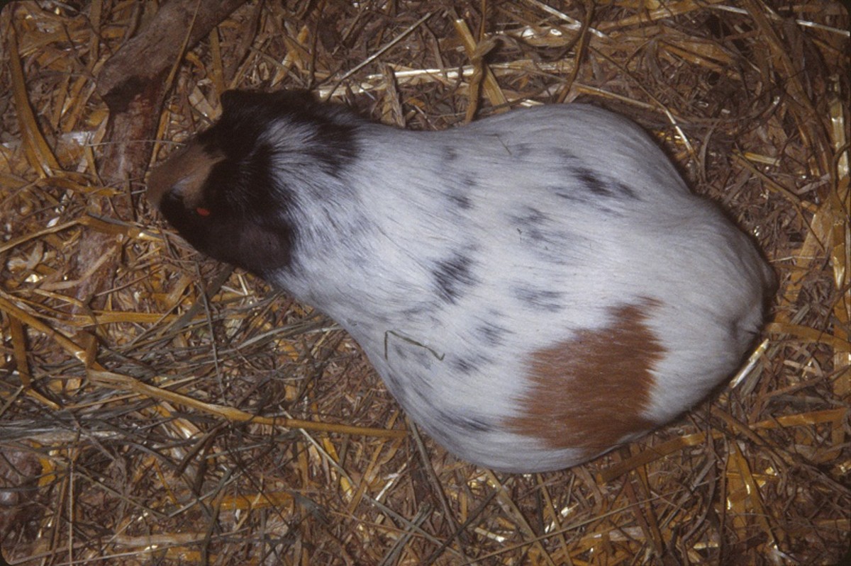 Pregnant guinea pig