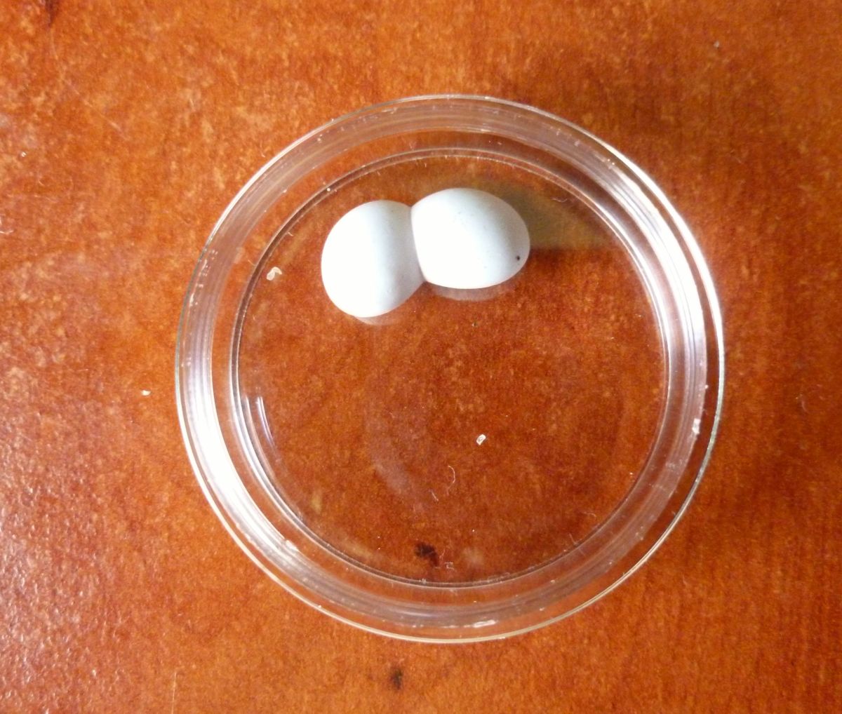 The precious gecko eggs on a petri dish