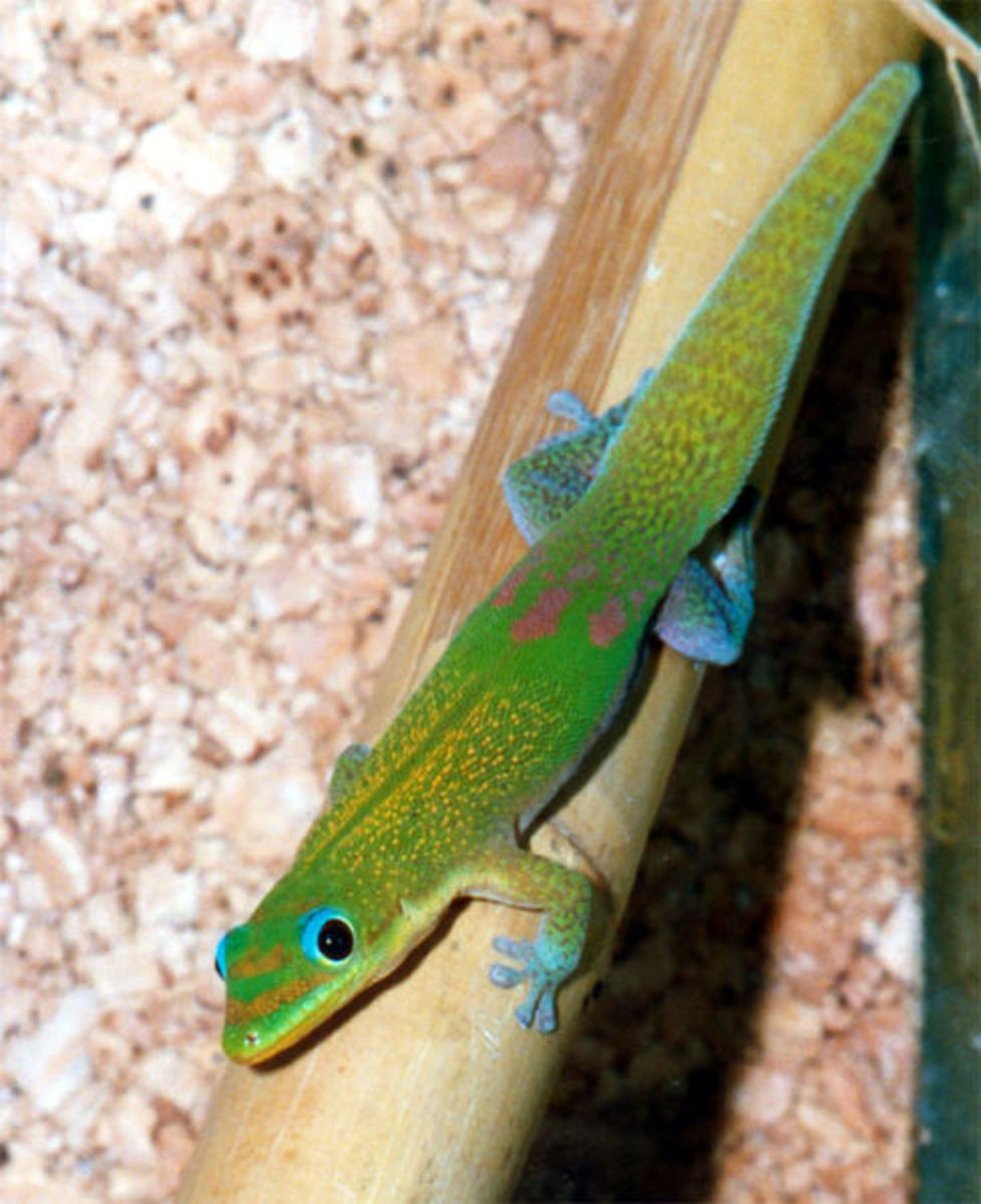 The gold dust day gecko is gorgeous, but more difficult to keep.  However  P. laticauda is fairly hardy for a Phelsuma.