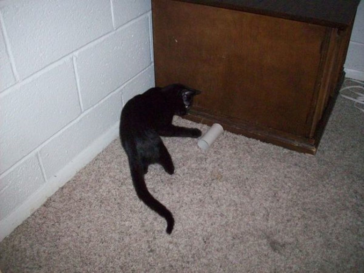 Cat Playing with Toilet Paper Tube