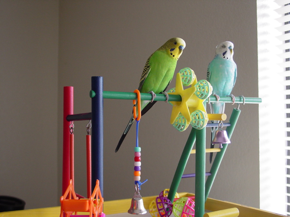All About Parakeets A Perfect Pet for Kids PetHelpful