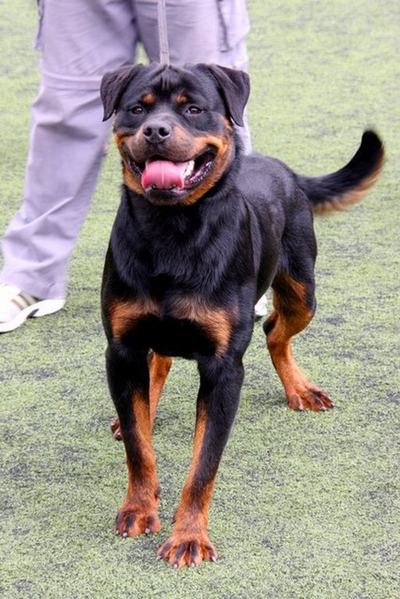 A Rottweiler smile may be deceiving.