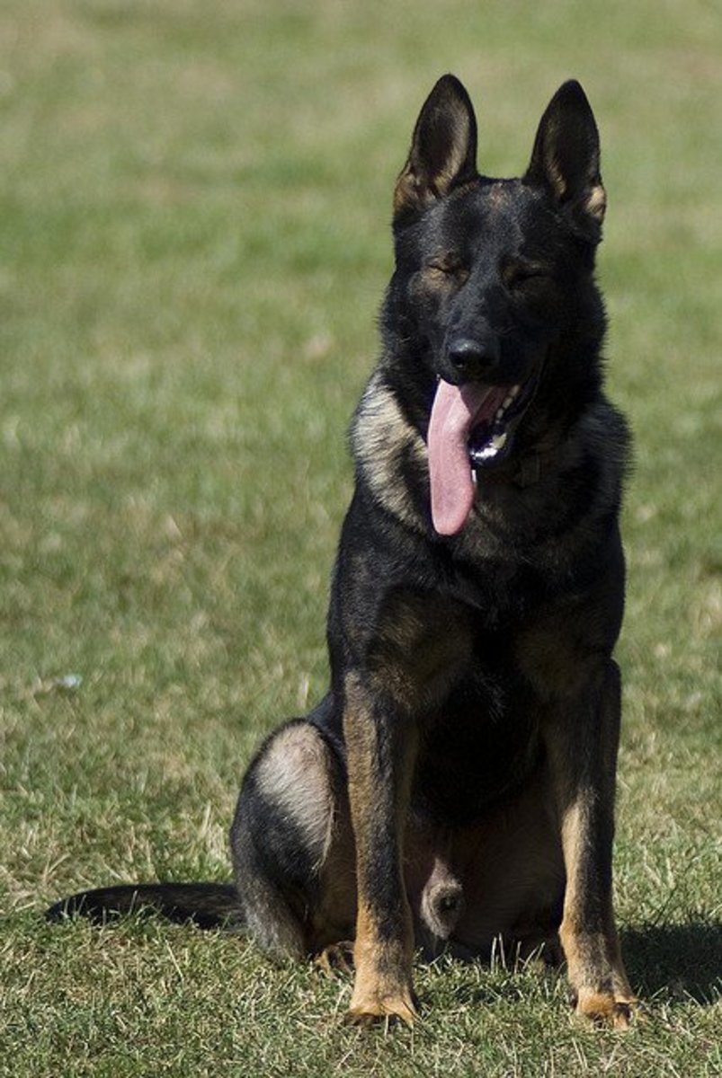 If you can find a line without health problems, the German Shepherd is a great dog. 