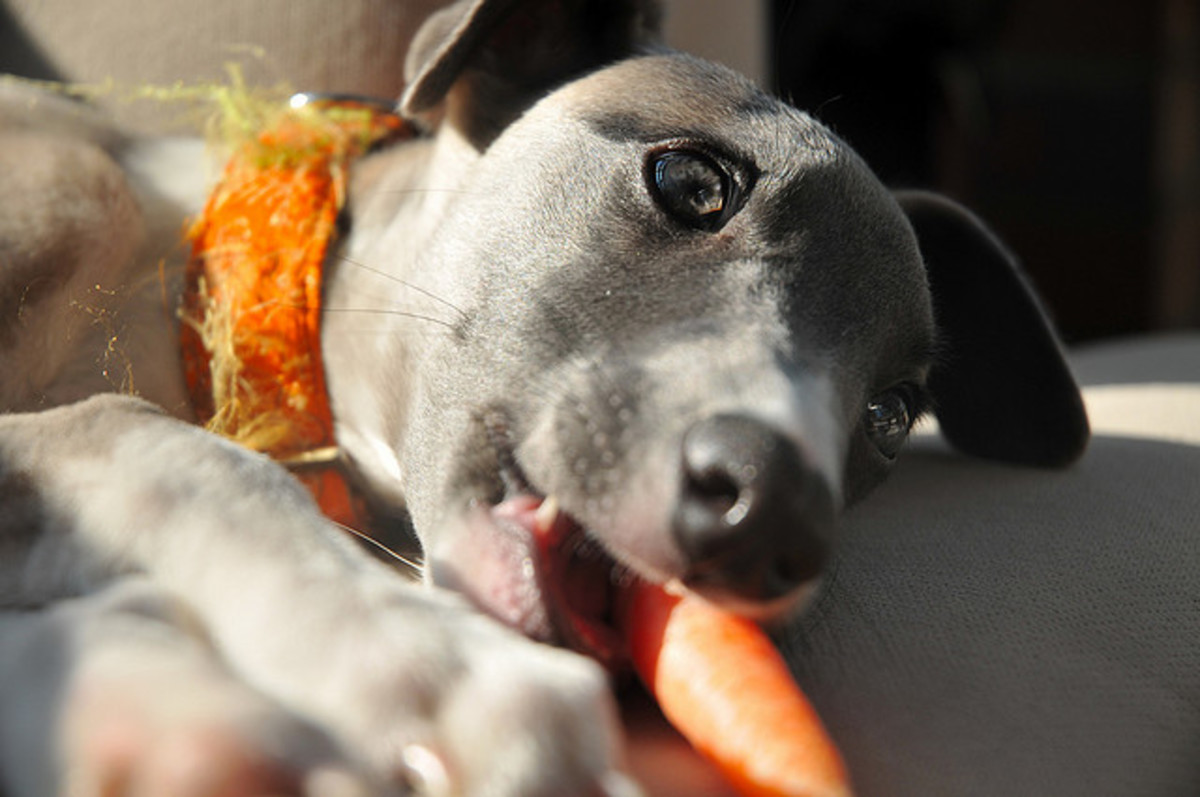 Carrots, elk antlers, and other hard foods are good ways to keep your pet's teeth clean. 