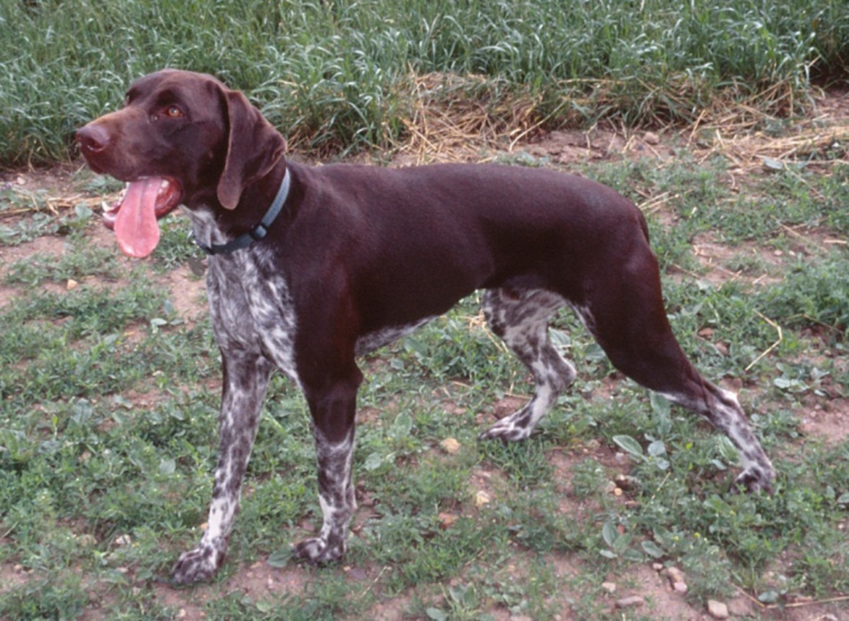 This is Bradley, an adult male German Shorthaired Pointer