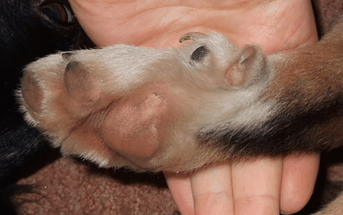 Double dewclaws in a dog