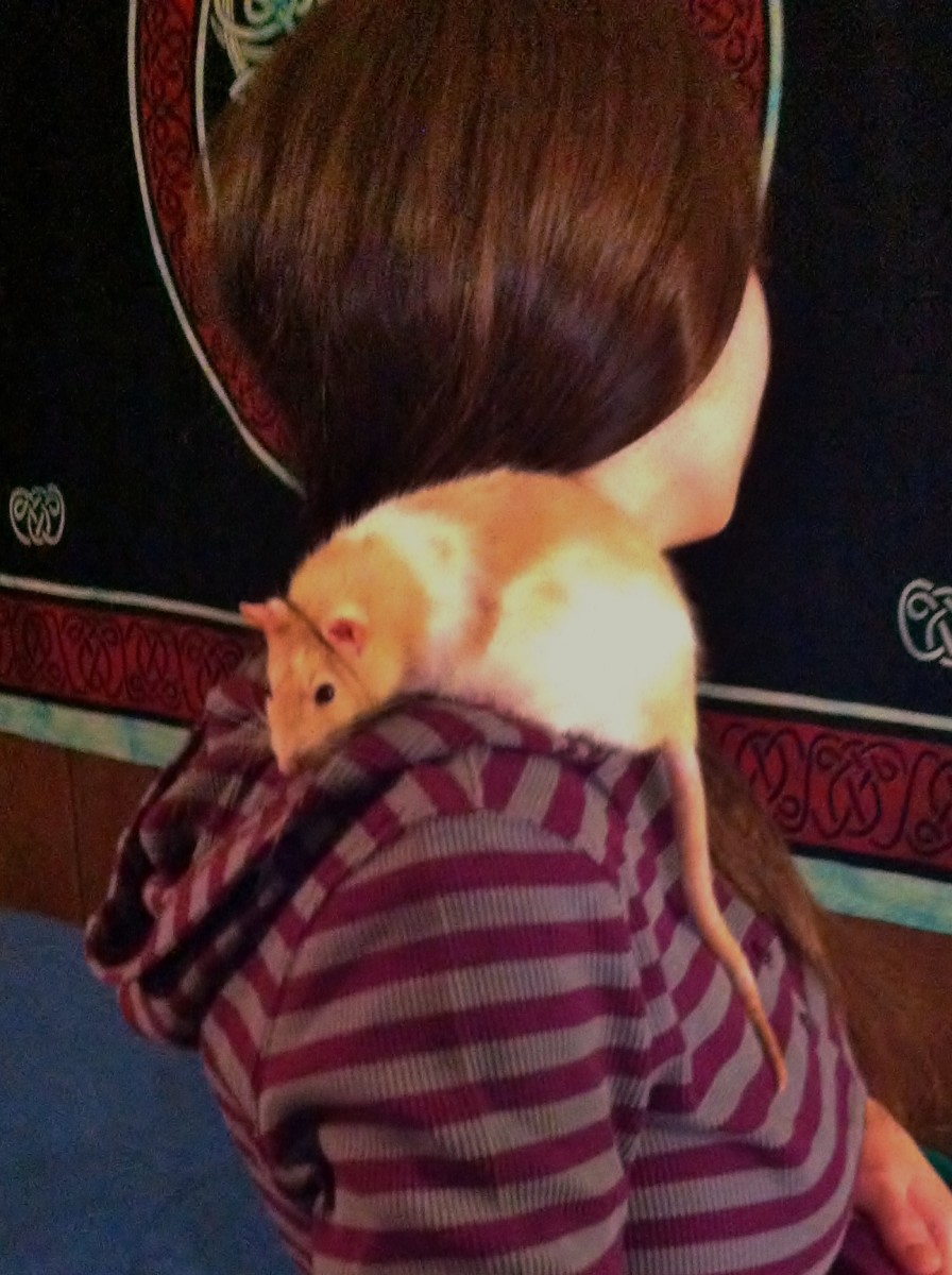 Holding and snuggling your rat is great for stress relief! Just ask Patches.
