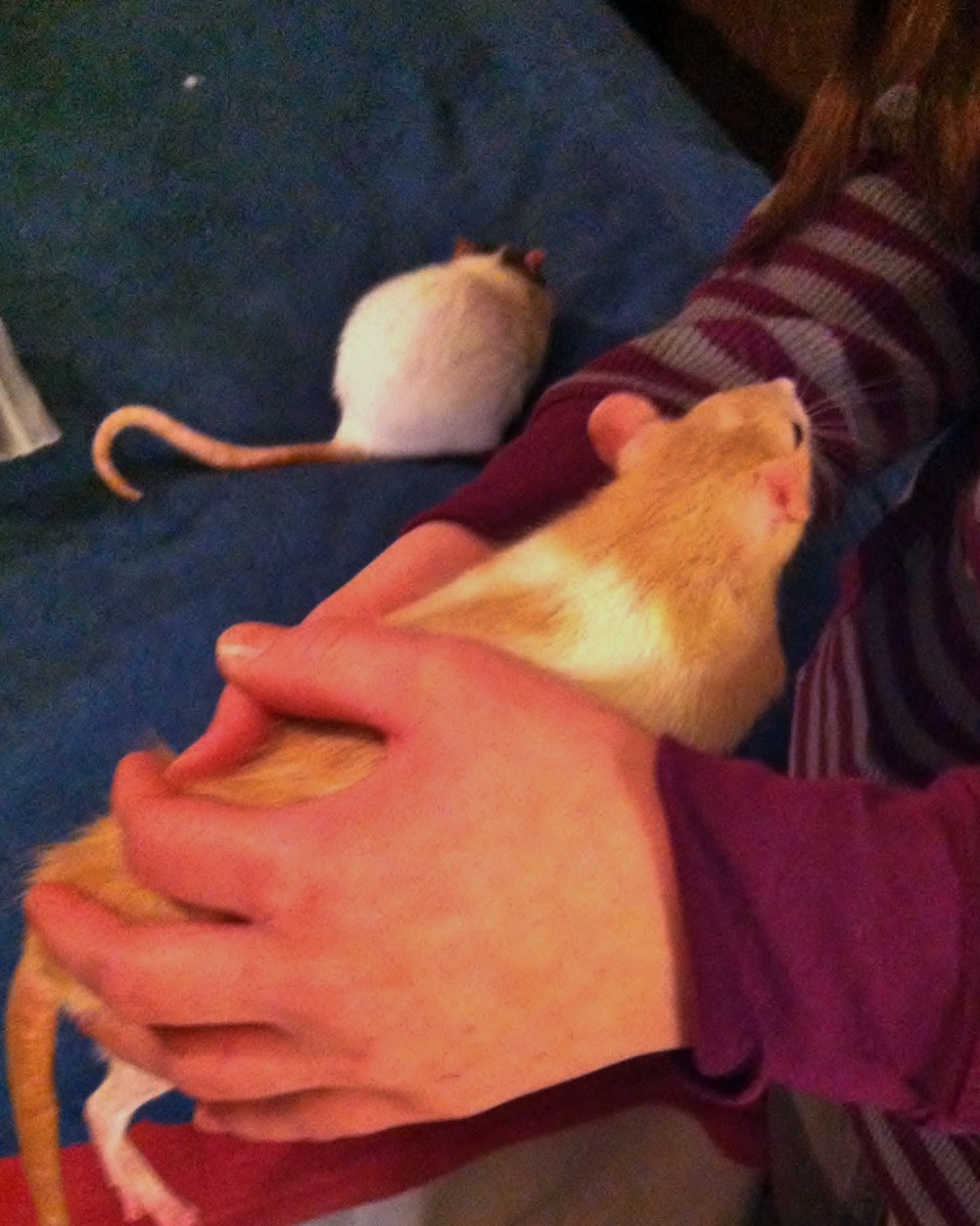 Picking up your rat with both hands adds stability and balance.
