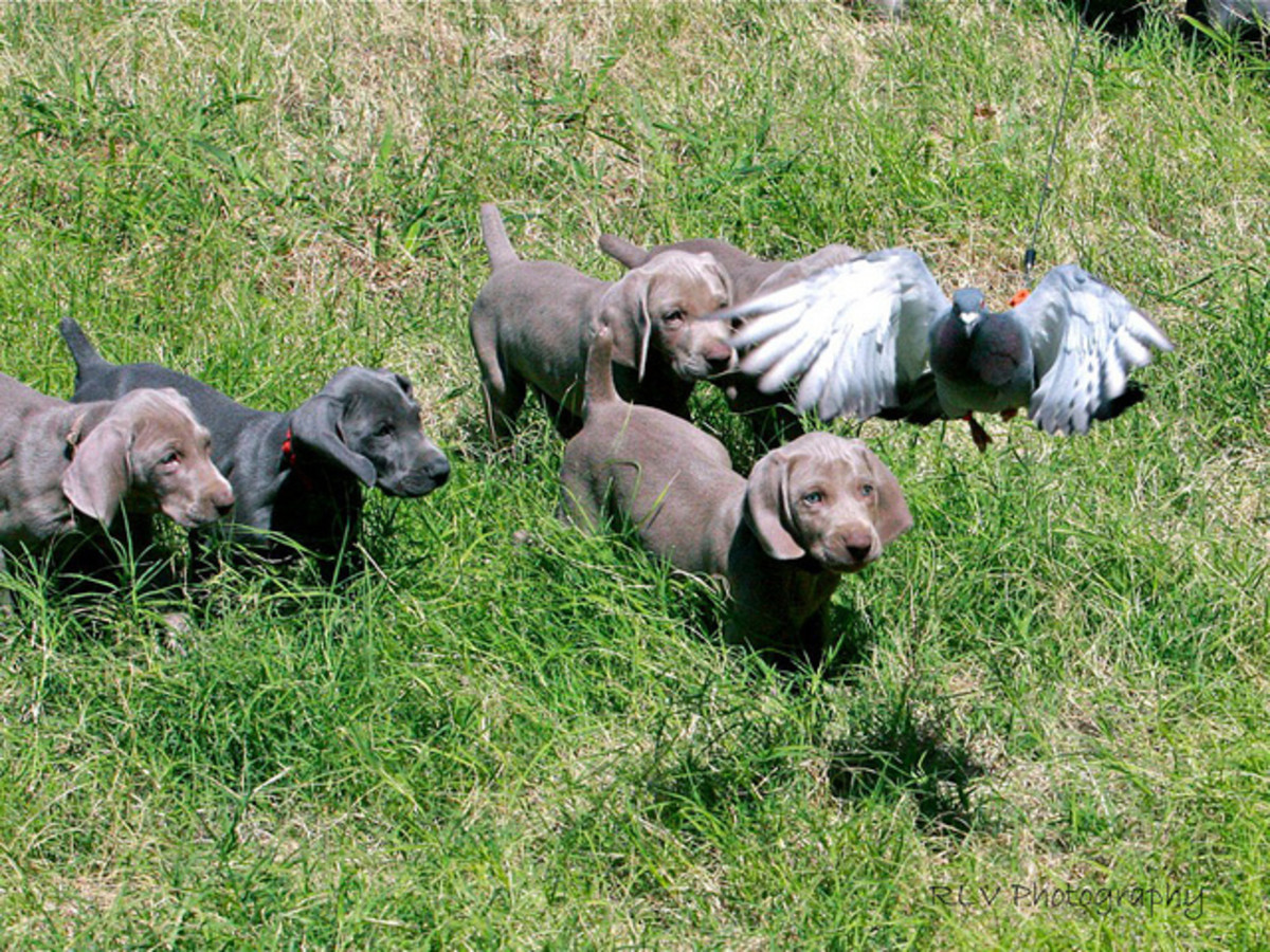 Weimaraners are a German hunting breed.
