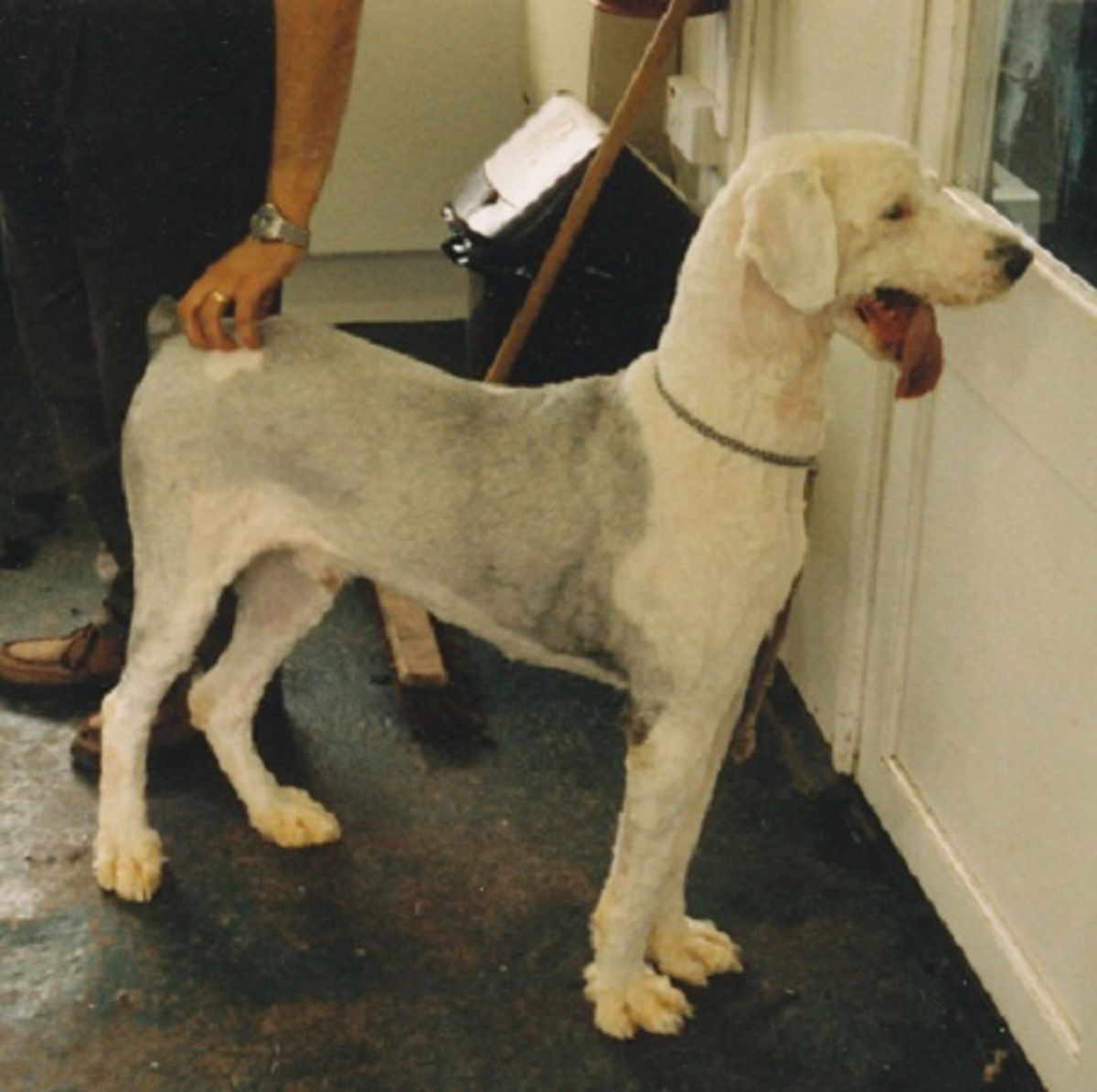 Old English Sheepdog with coat cut short