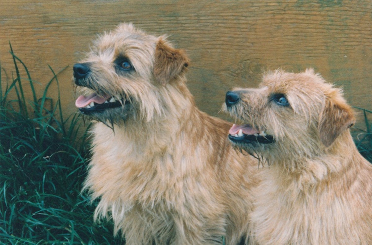Norfolk Terriers