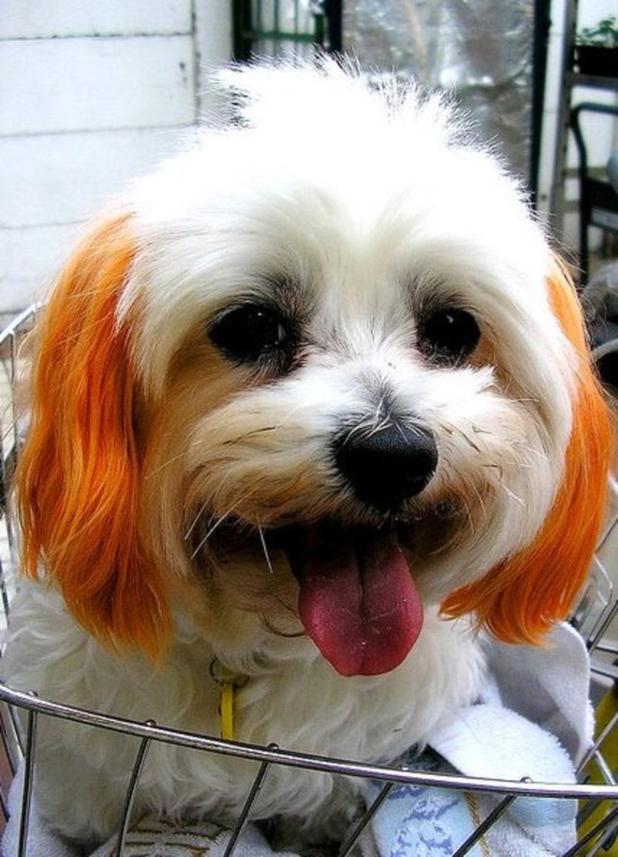 How To Dye Your Dog'S Hair At Home Using Kool-Aid - Pethelpful