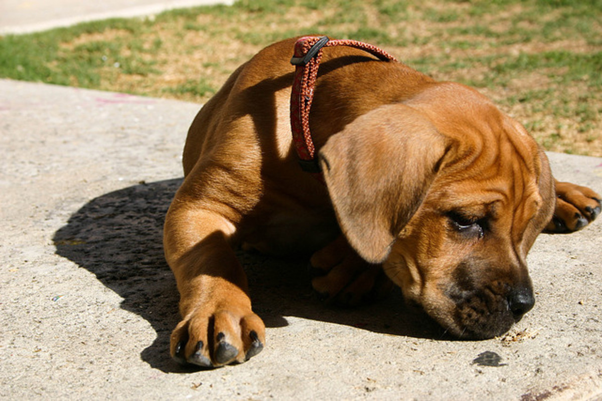 And tough guys, like this Cane Corso puppy, deserve tough names.