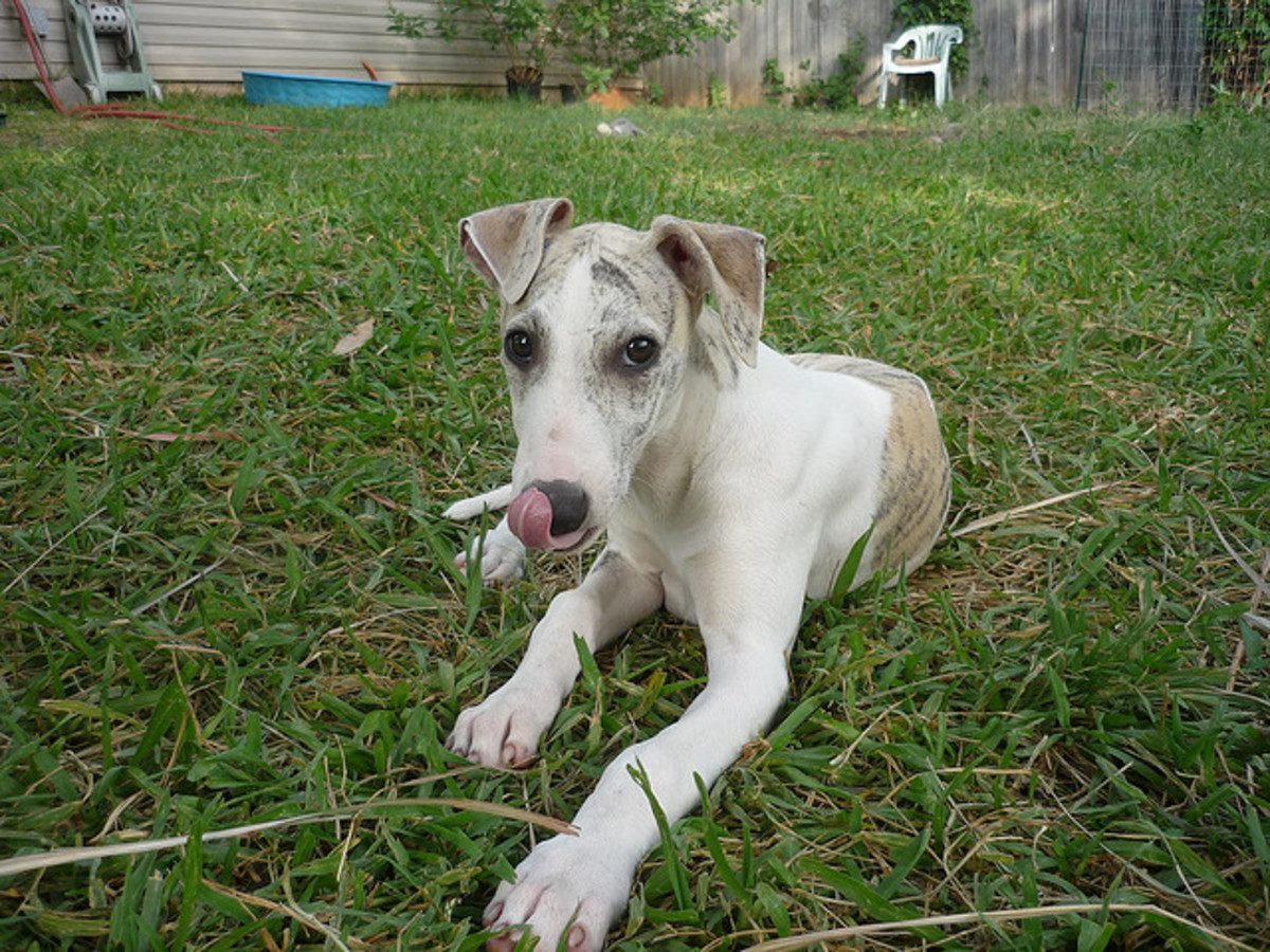 Lean dogs, like this Whippet puppy, deserve thin names.