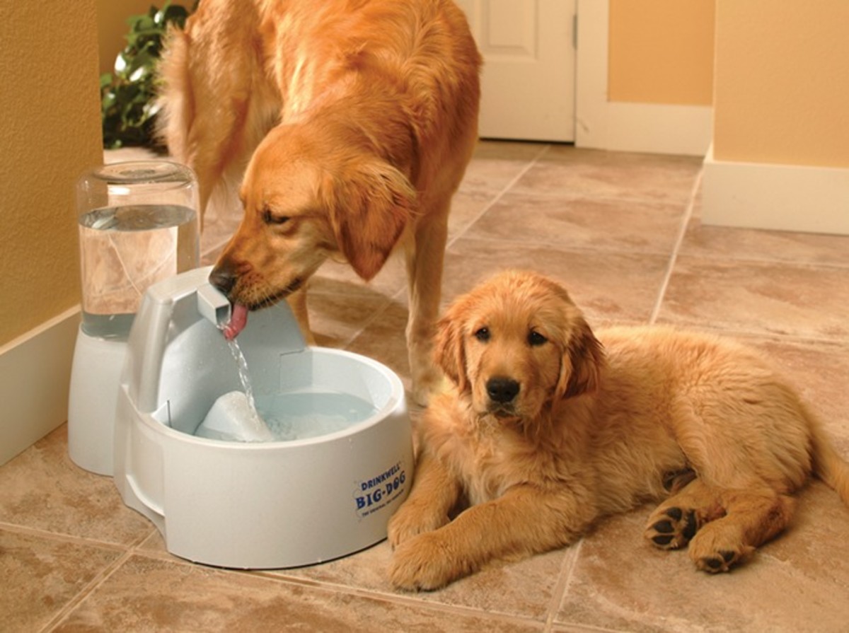 Dogs love drinking running water, and a Drinkwell Big-Dog Fountain provides
an ample supply for larger dogs.