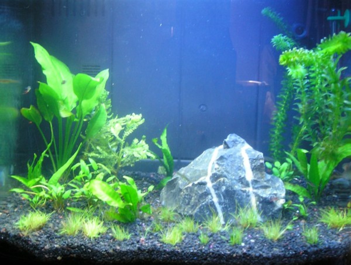 The aquarium soon after adding the fish.