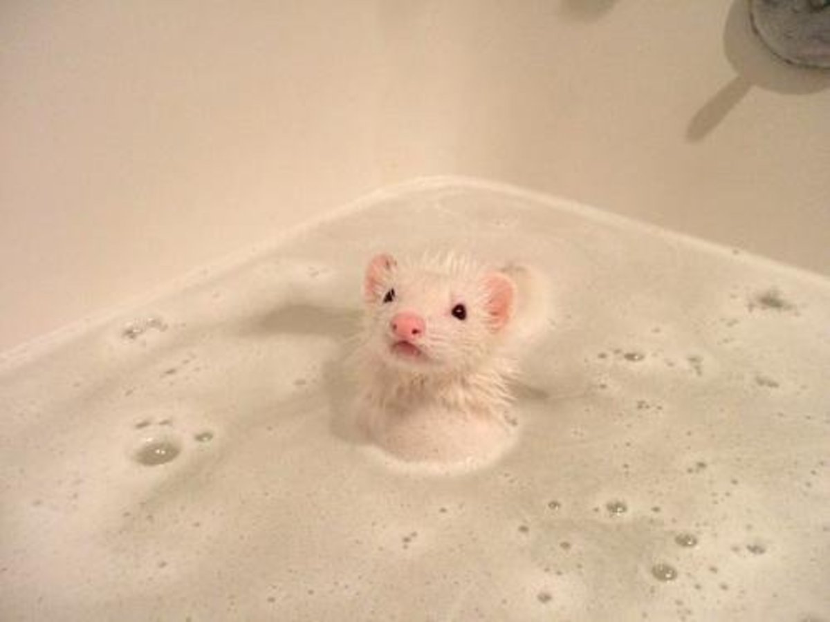 A white ferret enjoying a bath.