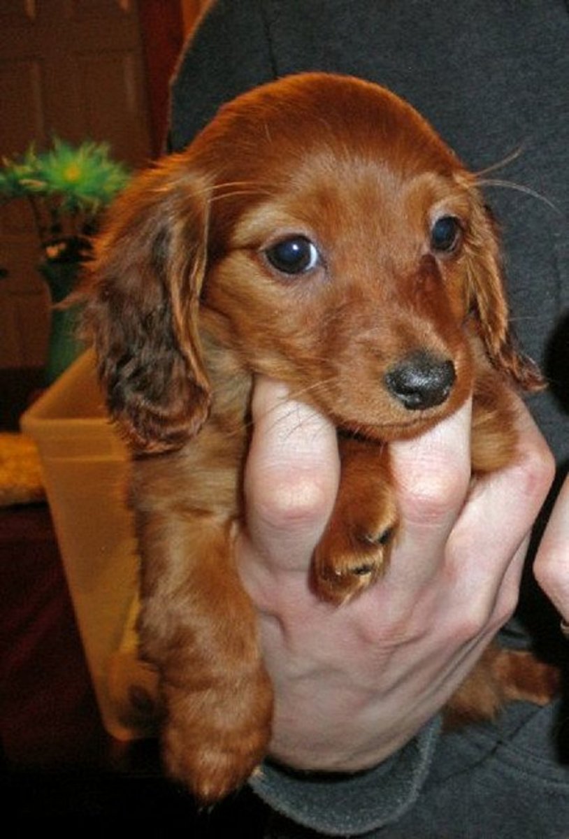 Tiny dogs, like this Miniature Dachshund, can be a handful.