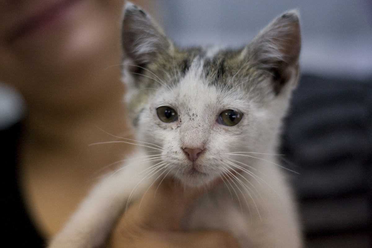 The black specks on this kitten's face are "flea dirt," made of flea fecal matter and bits of dried blood from flea bites.