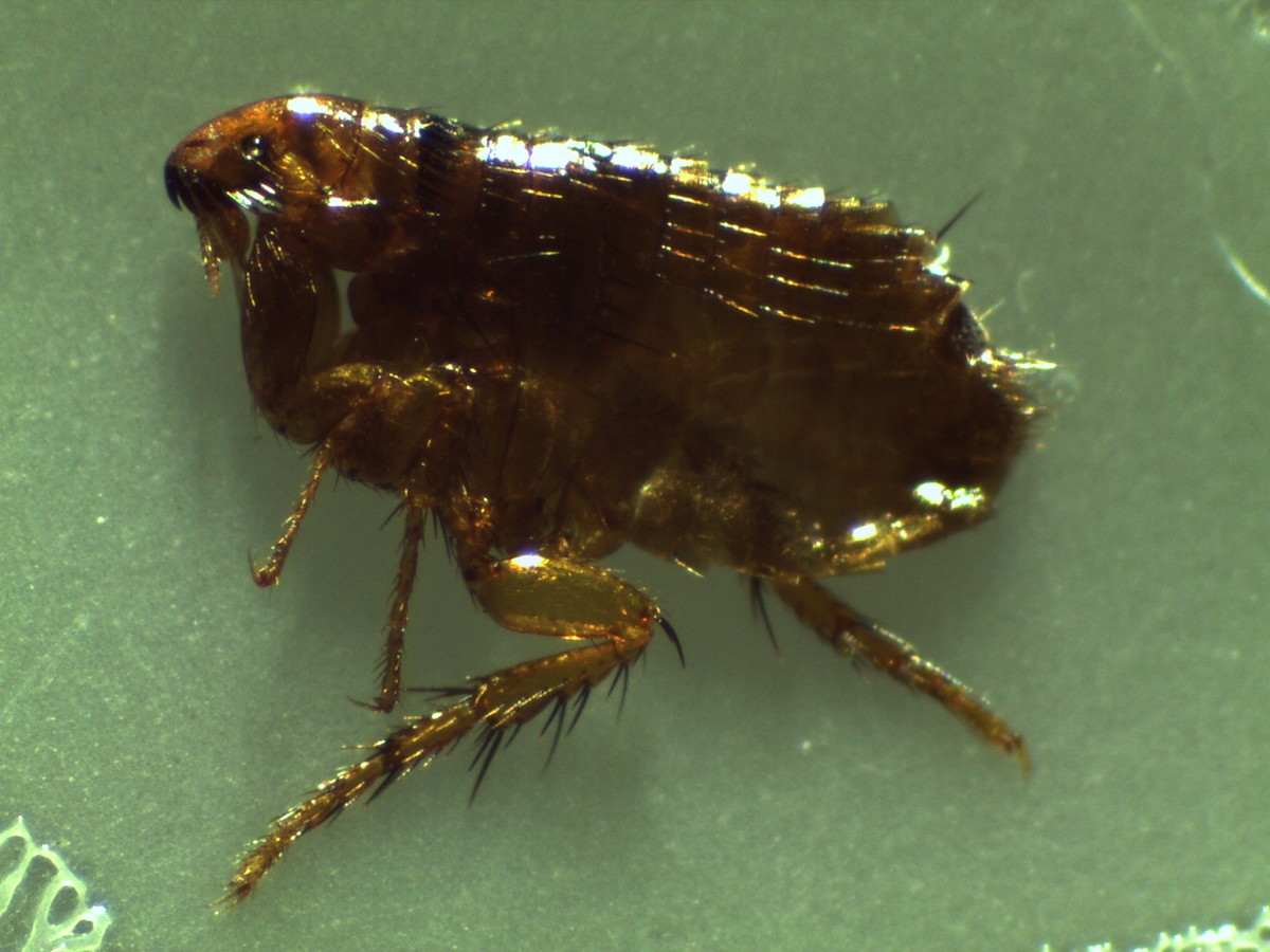 Fleas are notoriously difficult to kill. 