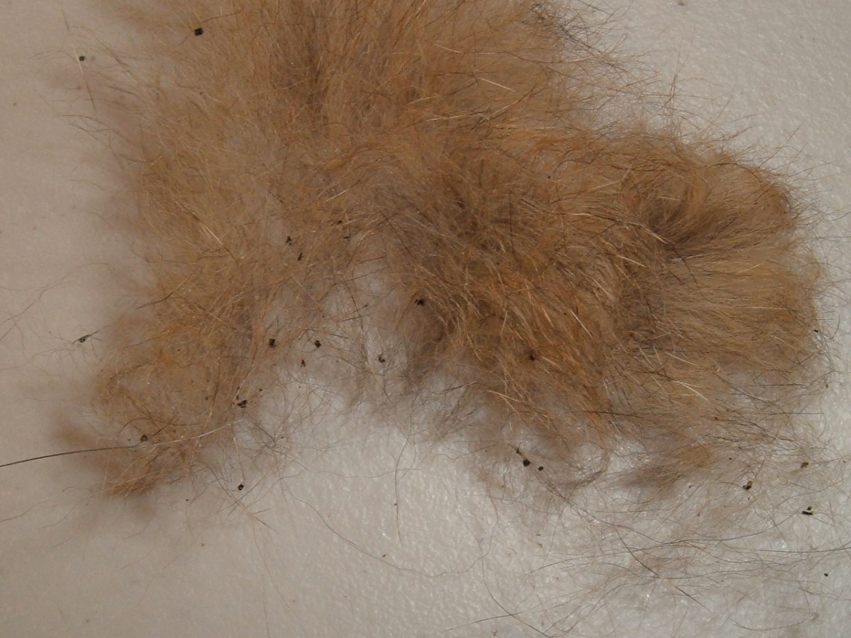 Combing or brushing your animal will help you find flea dirt and fleas in the pupal stage.
