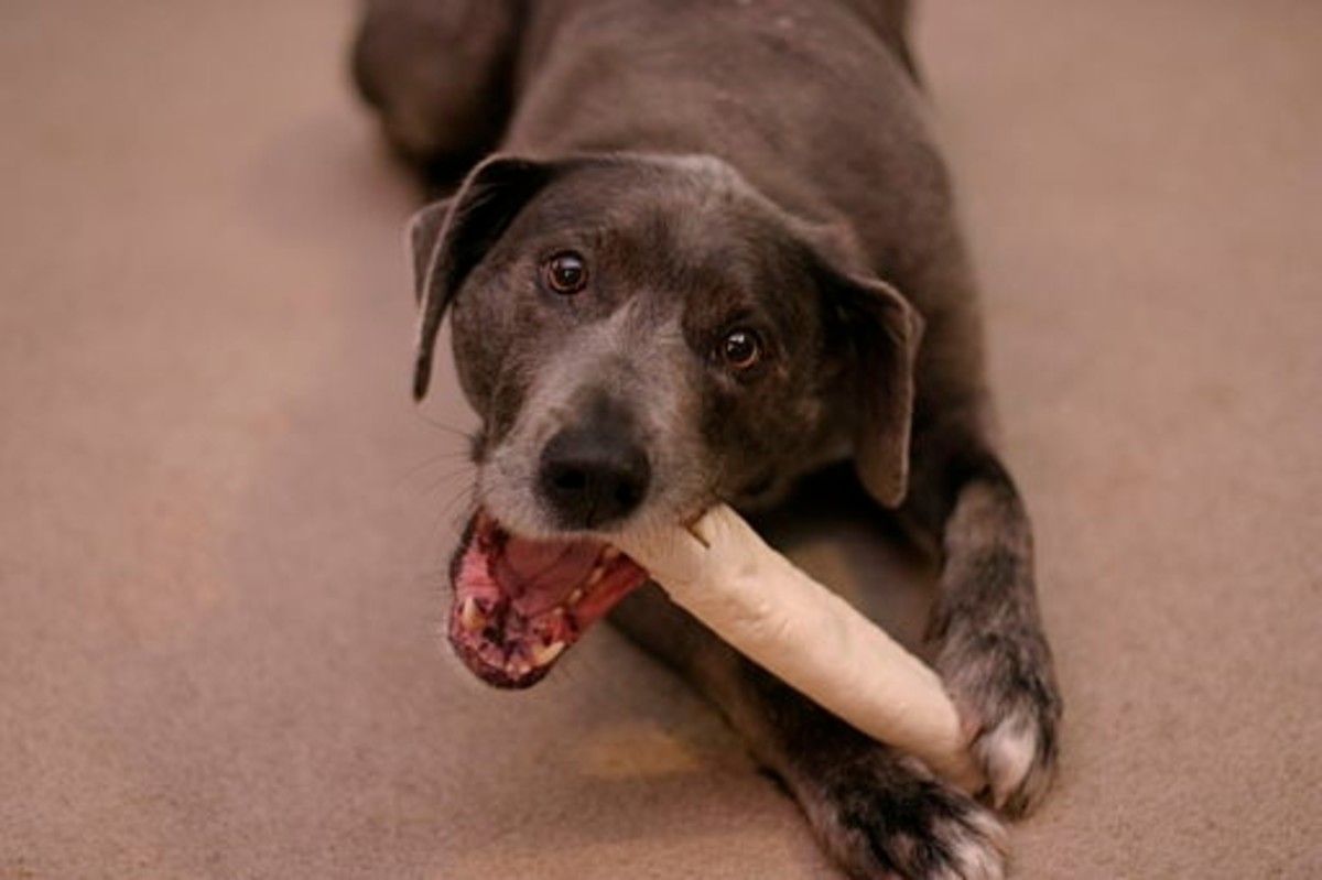 is-rawhide-bad-for-dogs
