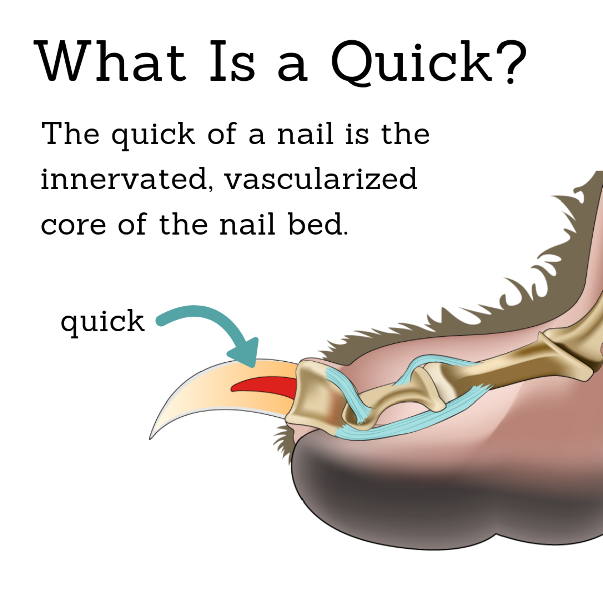 The quick of the dog nail is vascularized and innervated.