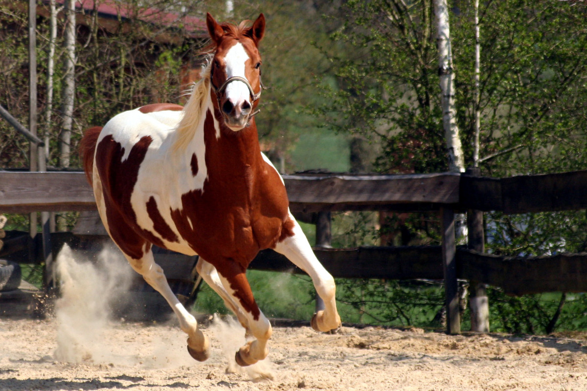 Top 5 Horse Breeds for Barrel Racing PetHelpful
