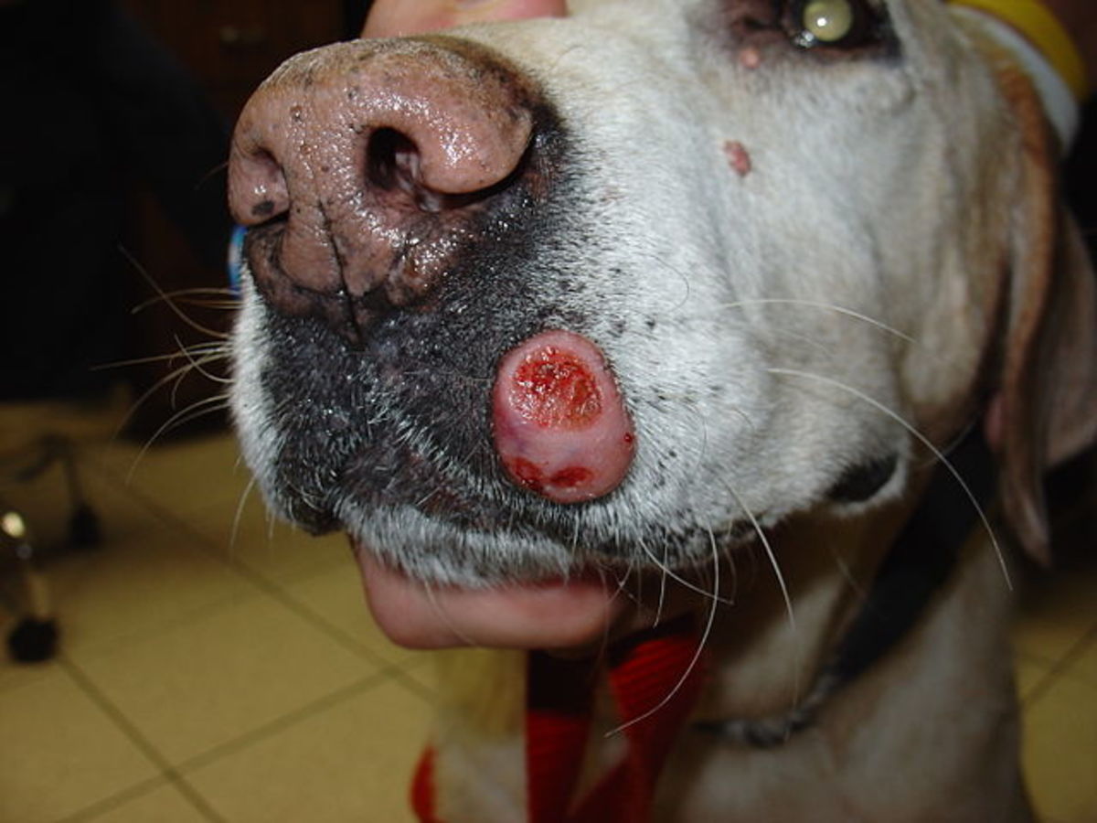 Mast cell tumor on Labrador retriever's lip