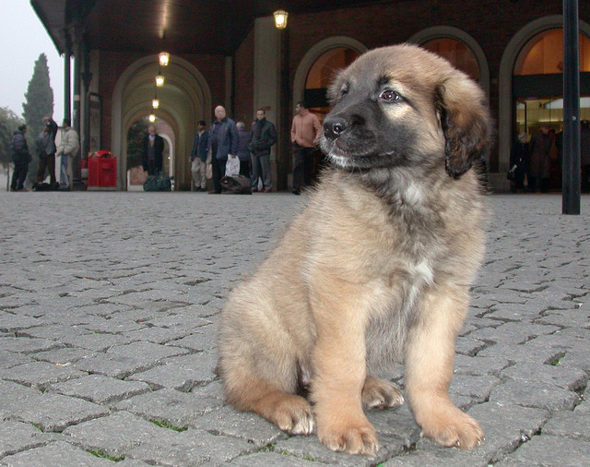 A Leonberger puppy arriving at his new home in Italy.