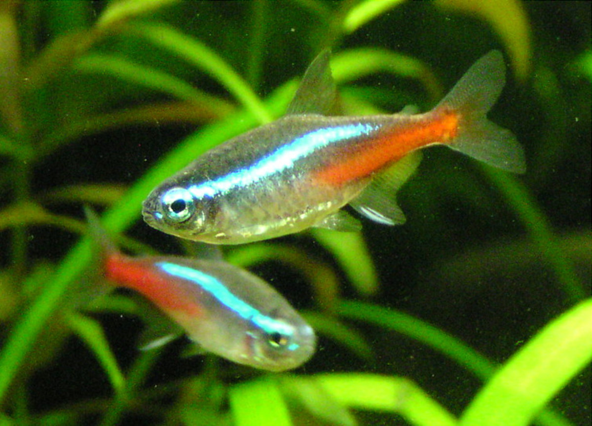 The colorful neon tetra is a fun choice for new fishkeepers.