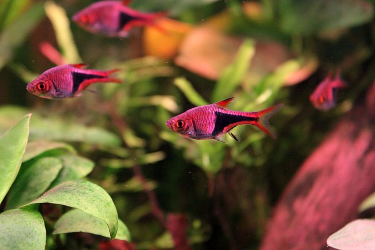 The harlequin rasbora is a colorful, minnow-like fish.