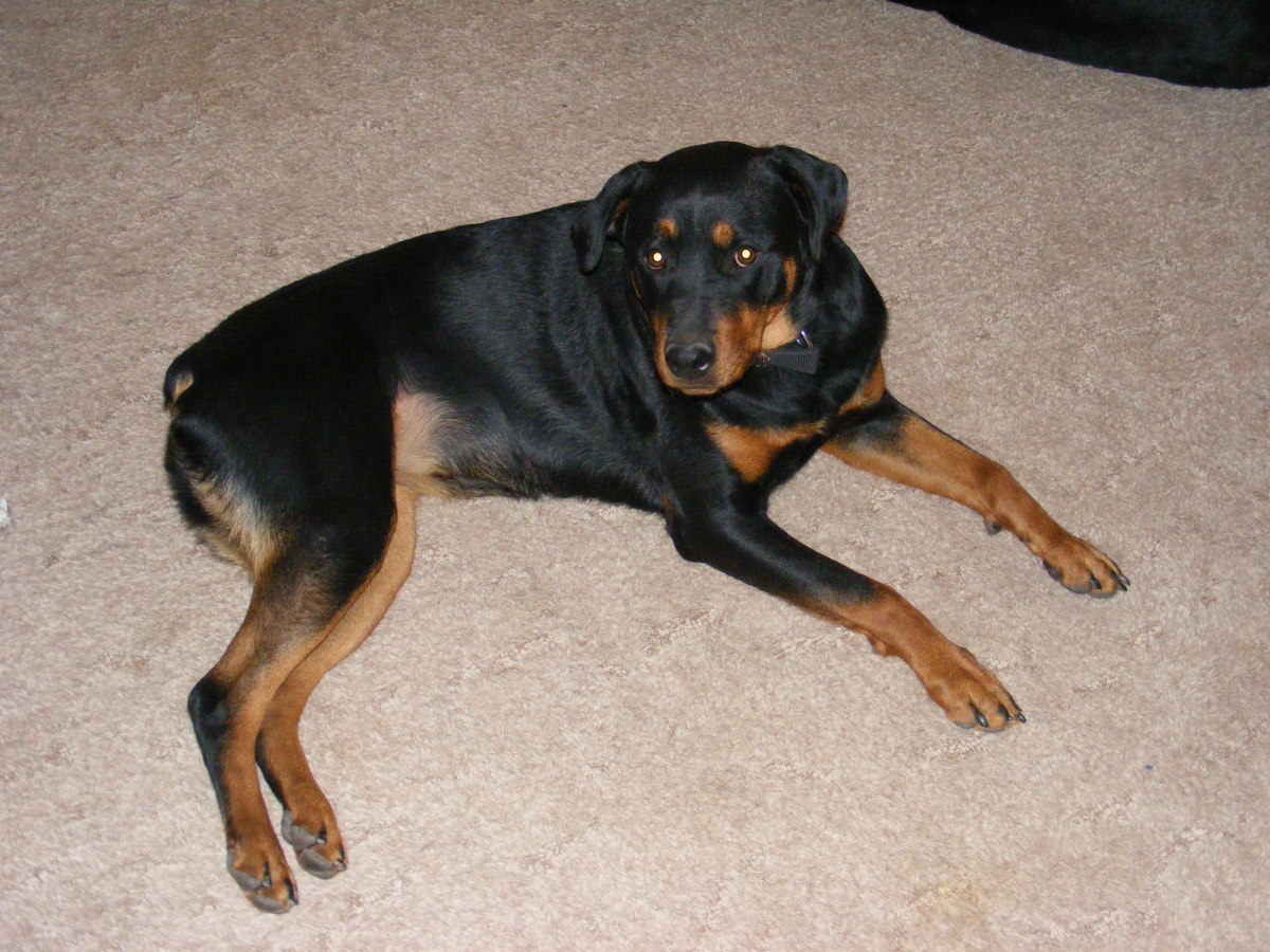 Rottweilers are prone to torn cruciate ligaments.