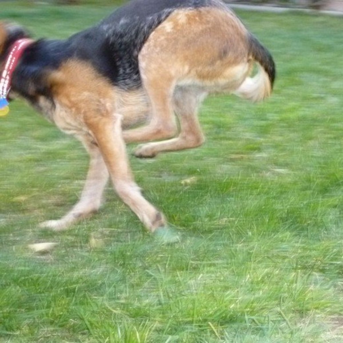 Emergency Recall Training for Dogs PetHelpful