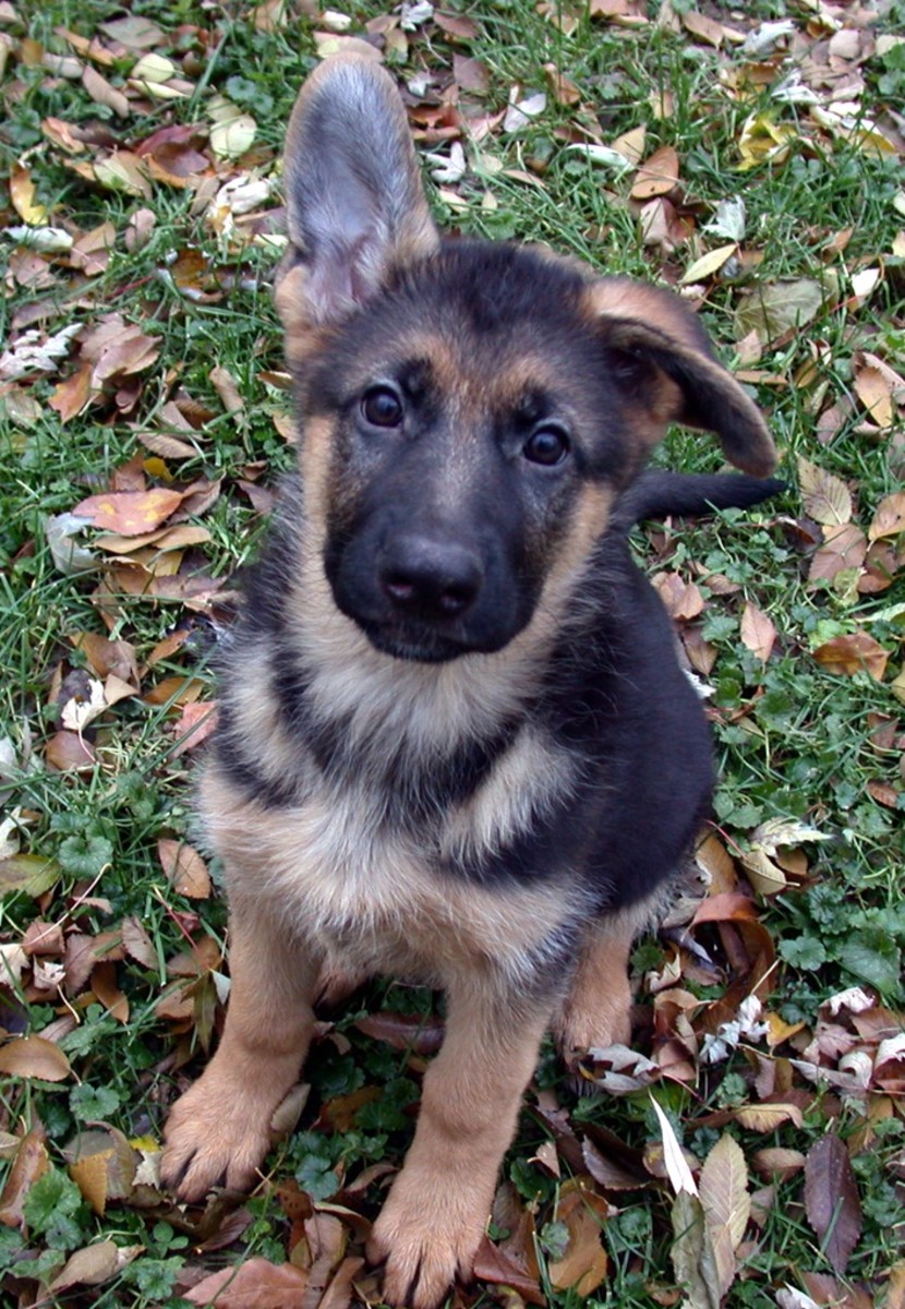 A German Shepherd puppy.