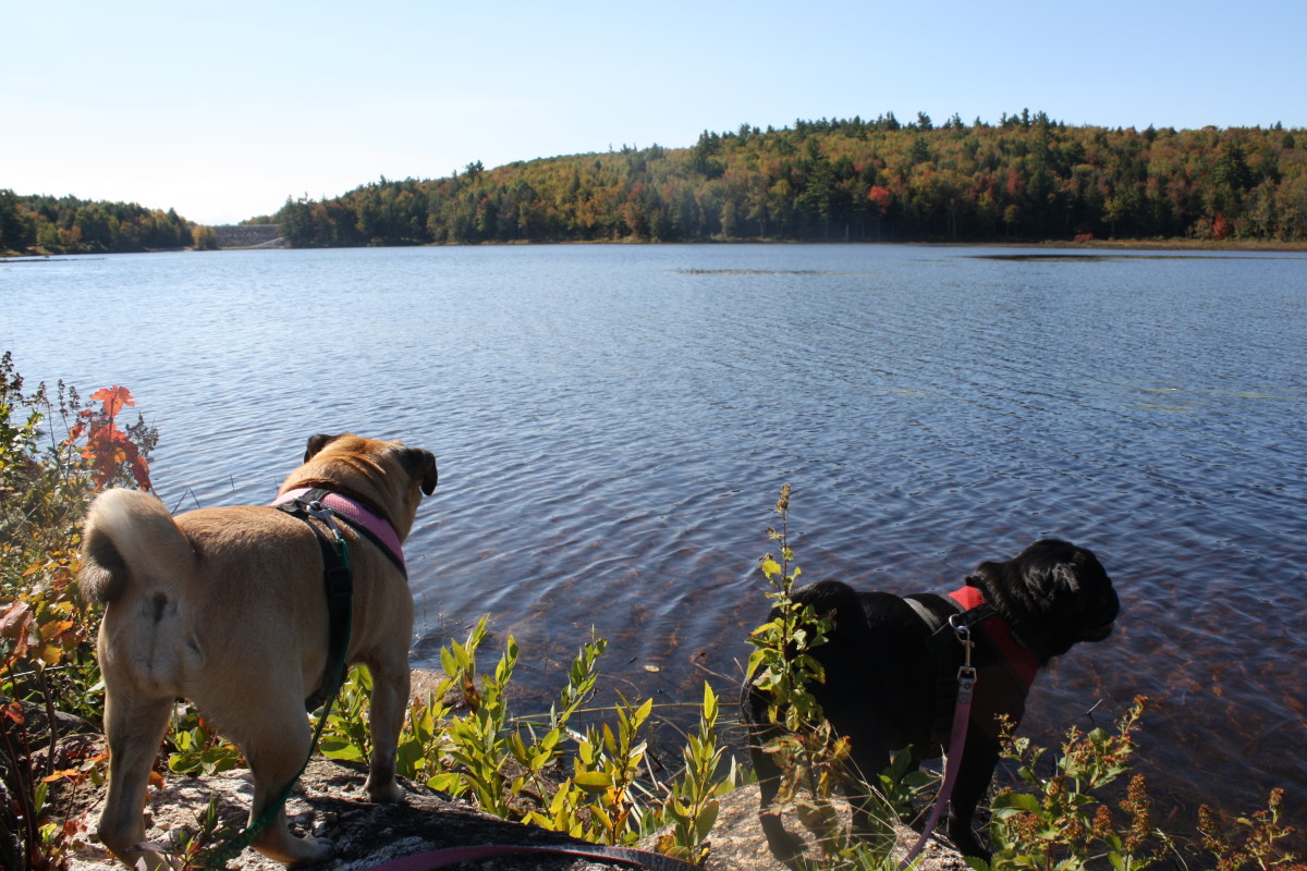 Gracie & Tess hiking the trails at McDowell Dam in NH.