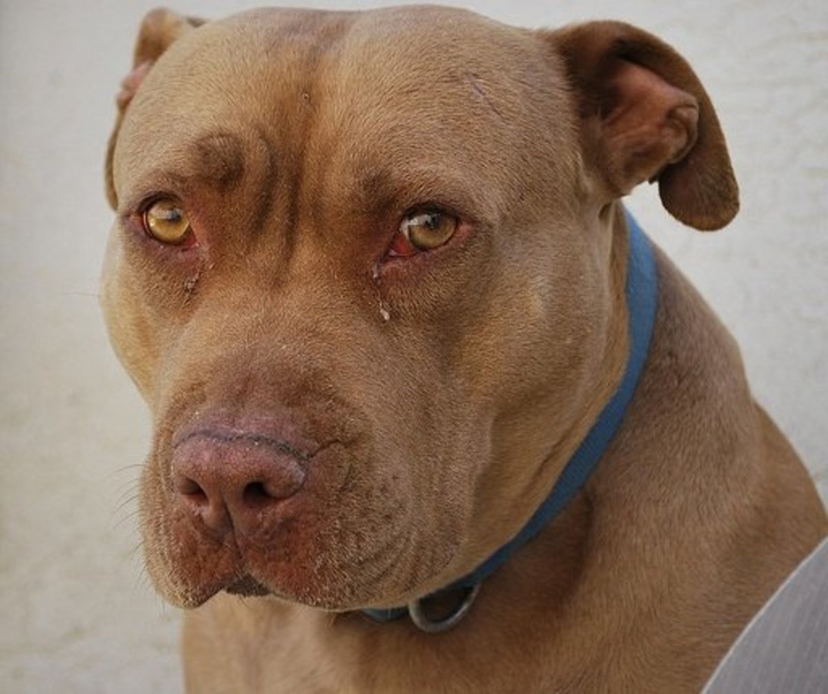 Doe alles met mijn kracht heroïne marathon Five Commonly Banned Dog Breeds - PetHelpful