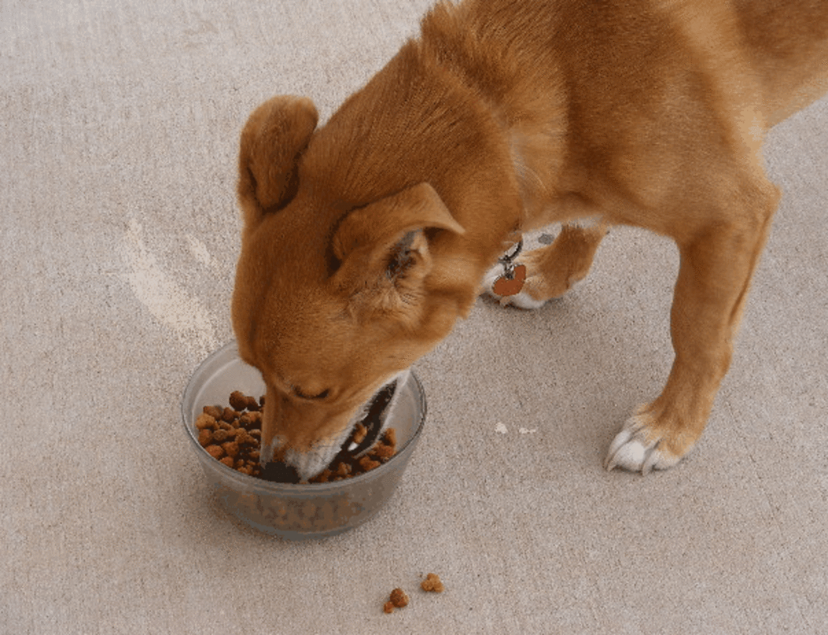 A dog over for boarding and training  eagerly eating after exercising in fresh air. 