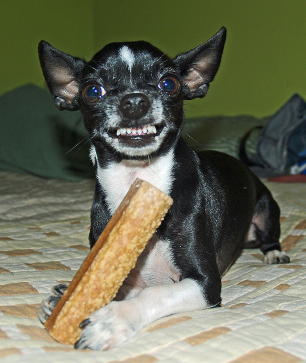 Chihuahuas can be aggressive, but they cannot bite hard and they are teased a lot.