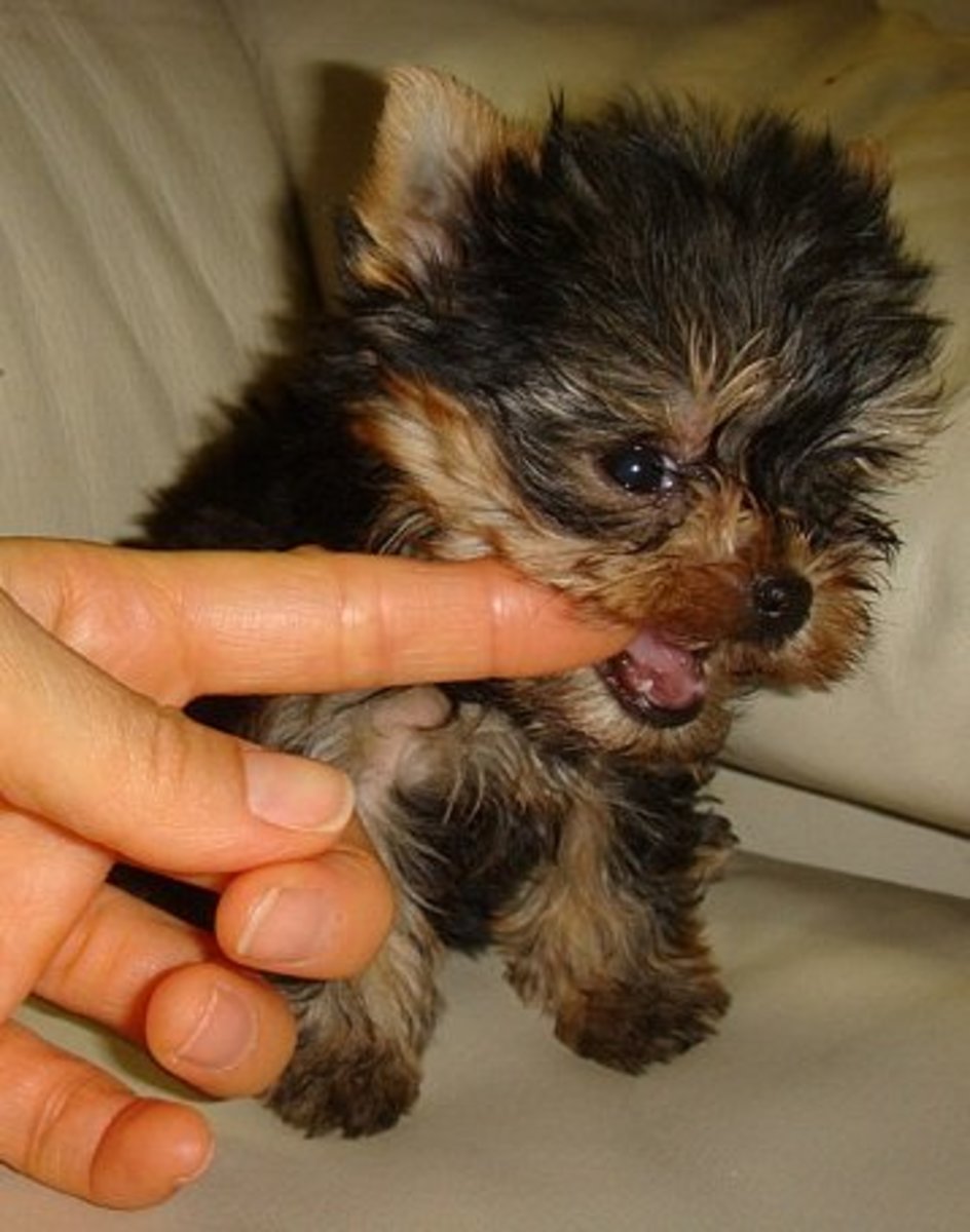 It is difficult to be very concerned about aggression and biting in Yorkies.