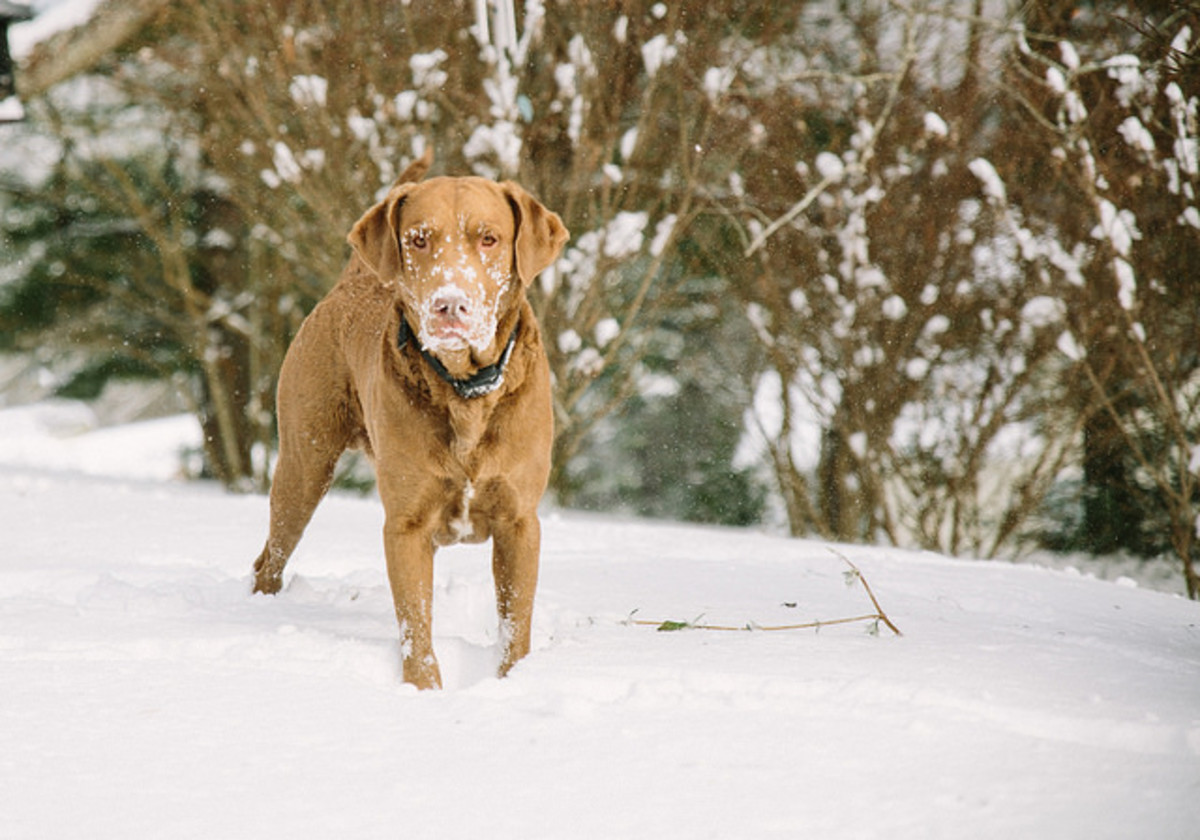 12 Authentic American Dog Breeds (Made in America) PetHelpful