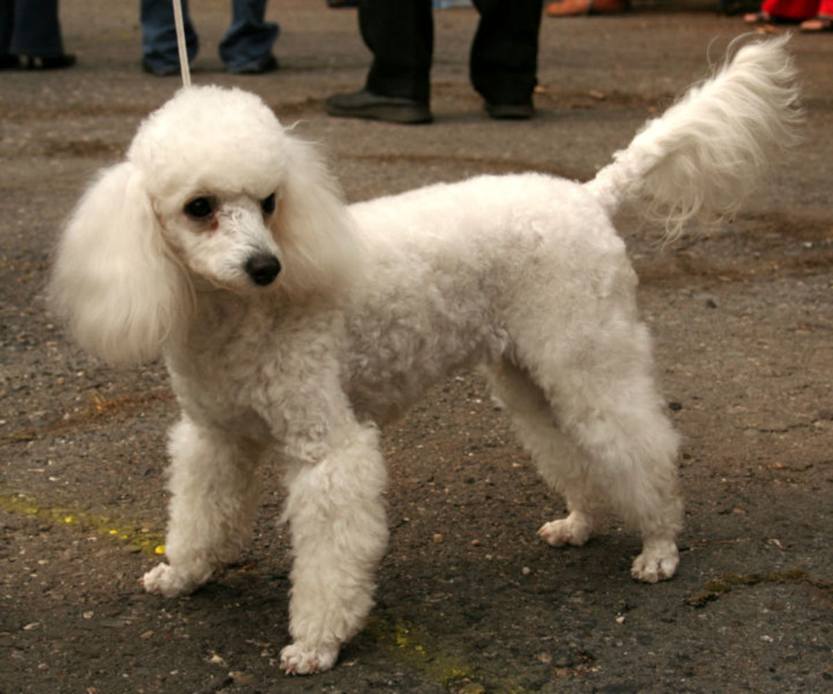shetland sheepdog poodle