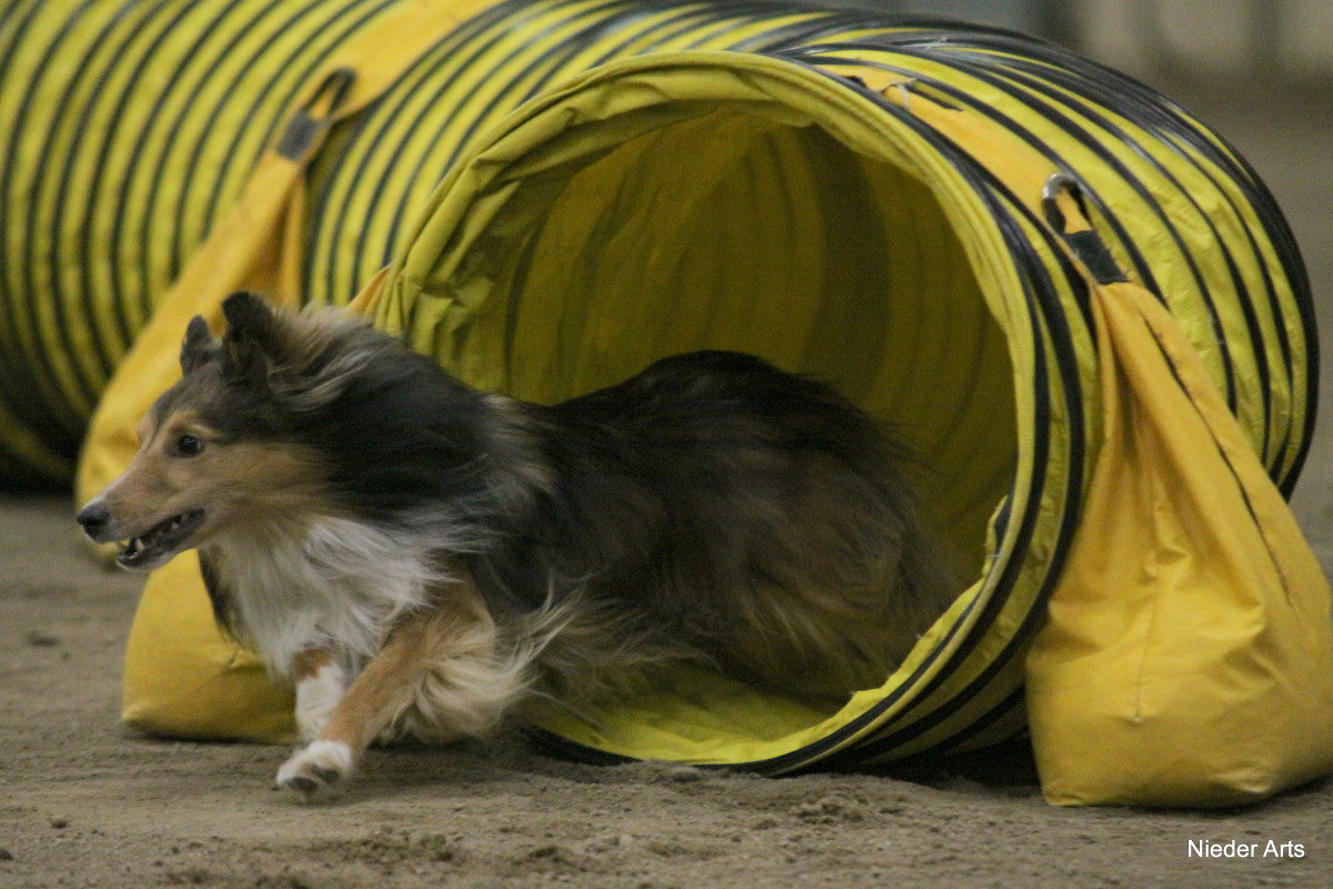 good agility dog breeds