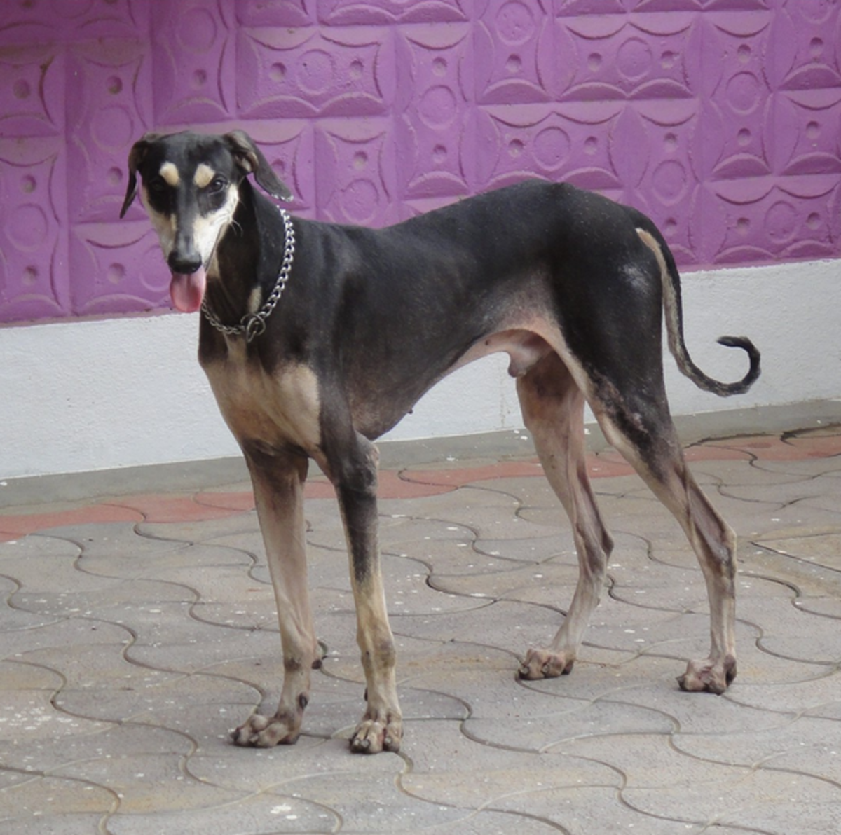 A Kanni Hound in southern India.