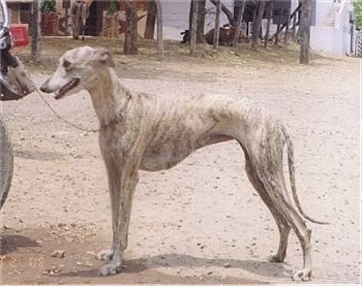 A Rampur Greyhound in northern India.