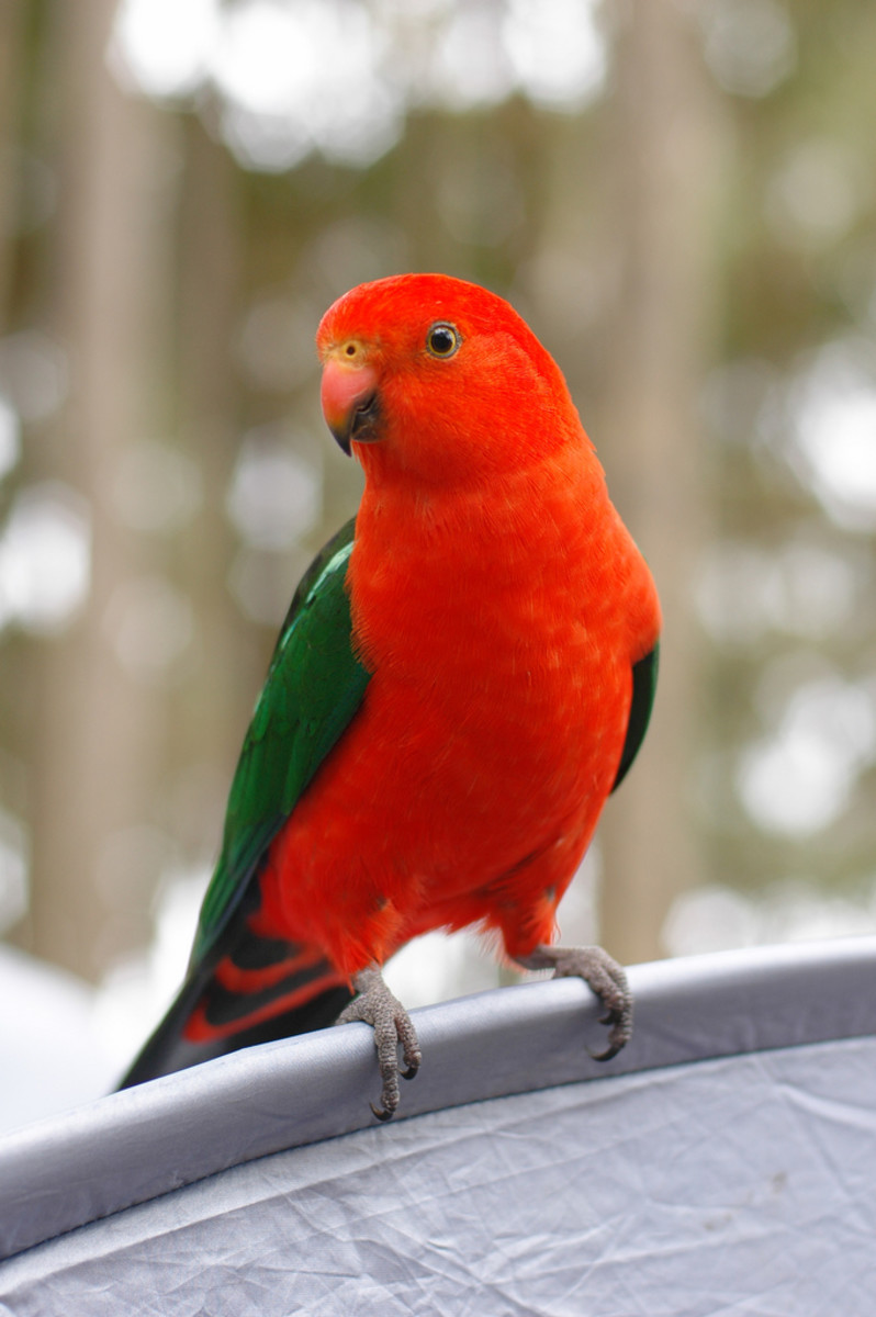Australian King Parrot - Alisterus scapularis