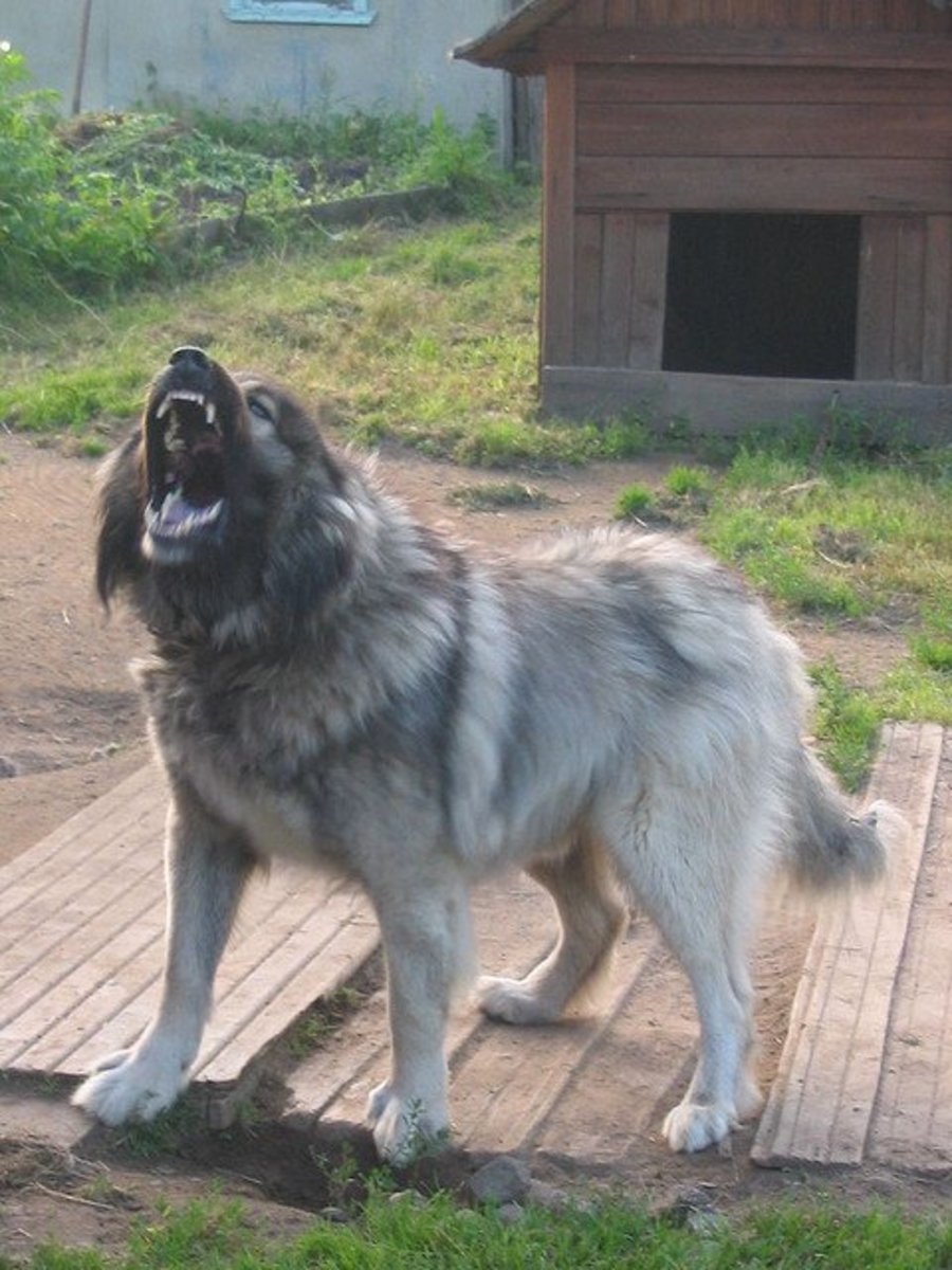 cane corso shepheard mix what do they look like